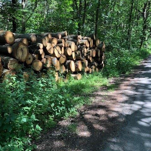 Jede Menge Holz