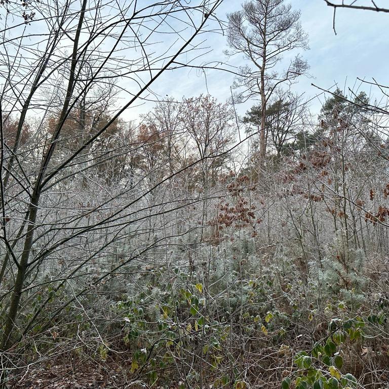 Frost