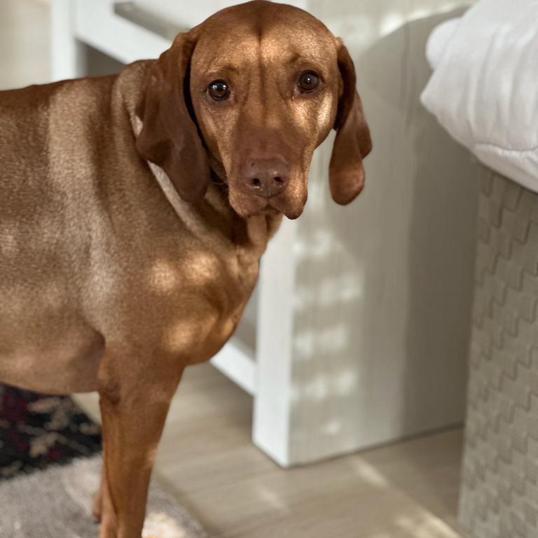Feines Hundchen
